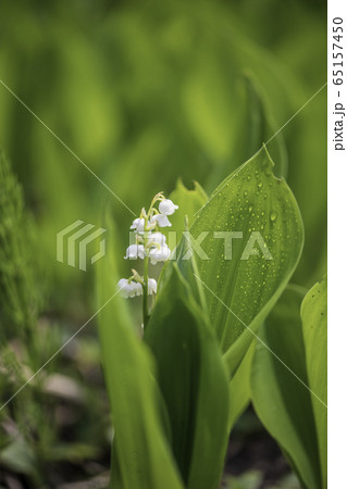 植物 植物 65157450