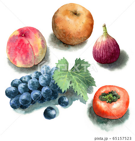 水彩で描いた秋の果物５種類のイラスト素材