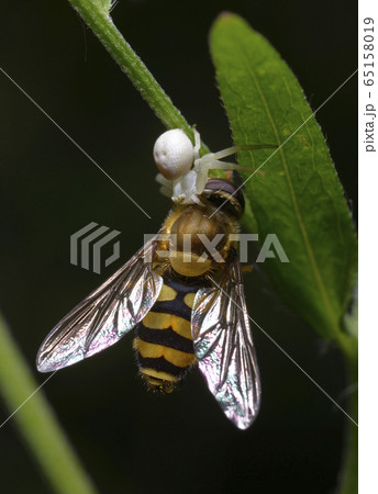 Tiny white flower crab spider eating a hoverfly on a plant stem Tiny white flower crab spider eating a hoverfly on a plant stem 65158019