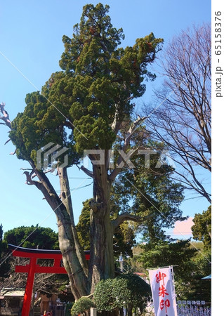 鎮守の森　白浜神社 65158376