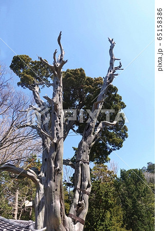 鎮守の森　白浜神社 65158386
