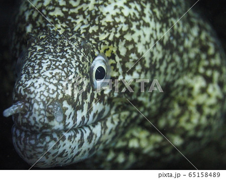 ウツボ ウツボ 65158489