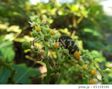 コアオハナムグリ コアオハナムグリ 65158590