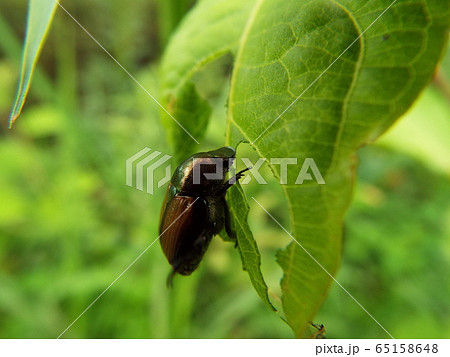 マメコガネ 65158648