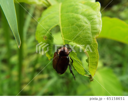 マメコガネ マメコガネ 65158651
