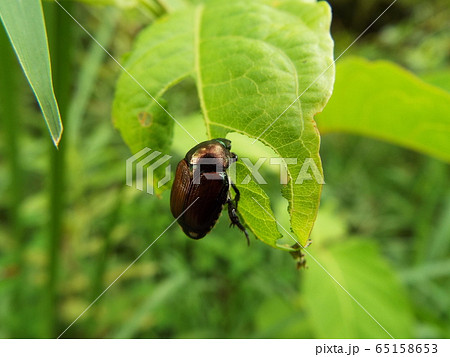 マメコガネ 65158653