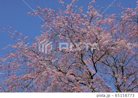里の桜 65158773