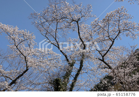 里の桜 65158776