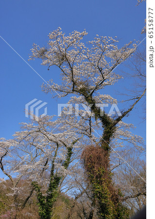 里の桜 65158777