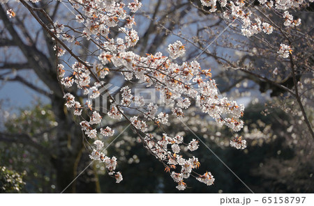 陵南の桜 陵南の桜 65158797