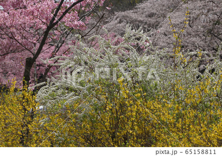 春の陵南公園 春の陵南公園 65158811