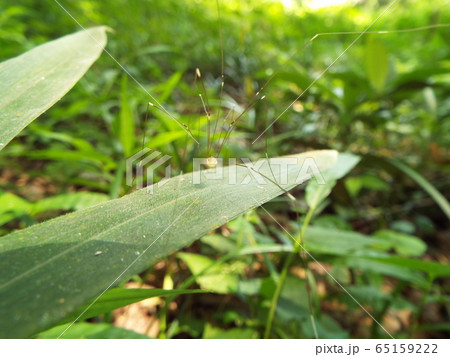 ザトウムシ ザトウムシ 65159222