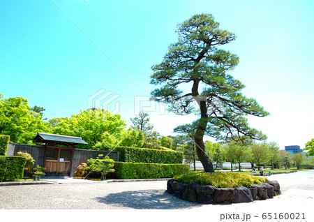 駿府城公園の松 駿府城公園の松 65160021