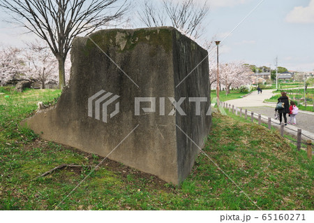 タンポポ咲く笠寺公園 高射砲陣地跡 65160271