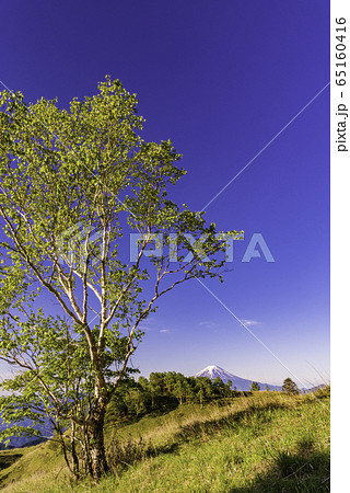 （山梨県）白谷丸から、富士山の夜明け 65160416