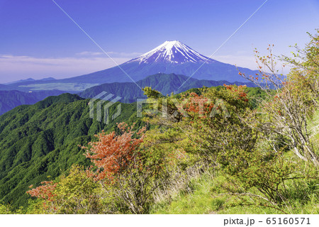 （山梨県）山ツツジ咲く、白谷丸から望む富士山 65160571