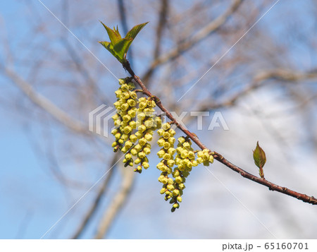 キブシの花 65160701