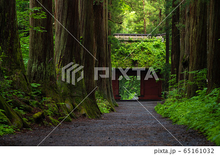 A row of Cedar Trees at Togakushi Shrine, Nagano, Japan A row of Cedar Trees at Togakushi Shrine, Nagano, Japan 65161032