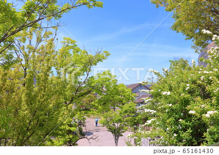 初夏の街路樹 初夏の街路樹 65161430