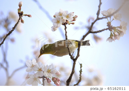 荒尾市　四ツ山神社　メジロ、 65162011