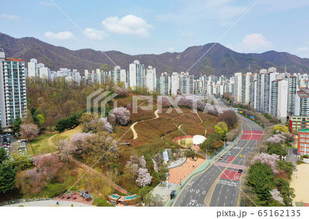 桜 4月 道路 65162135