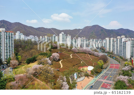 桜 4月 道路 65162139