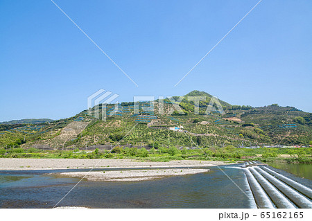 有田の蜜柑山 65162165