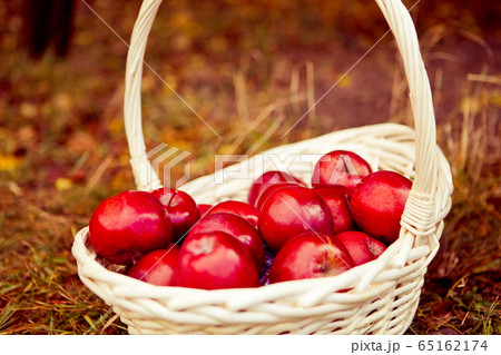 Red ripe apples in a straw basket in the garden 65162174