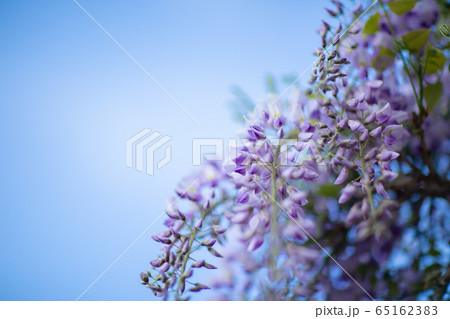 藤の花 65162383