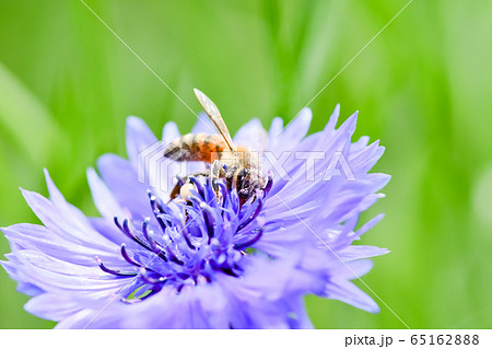 ミツバチ ミツバチ 65162888