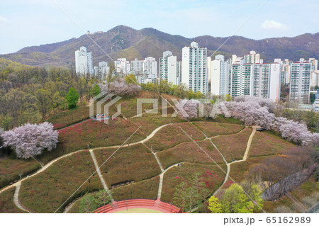 桜 スリサン 航空撮影 65162989