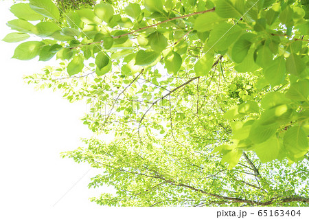 新緑の季節 新緑 葉桜 桜の葉 桜の木 空バックの写真素材