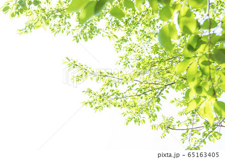 新緑の季節 新緑 葉桜 桜の葉 桜の木 空バック 新緑の季節 新緑 葉桜 桜の葉 桜の木 空バック 65163405