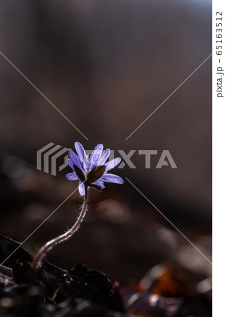 春 紫 花 65163512