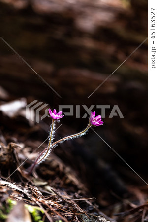 春 葉 花びら 65163527