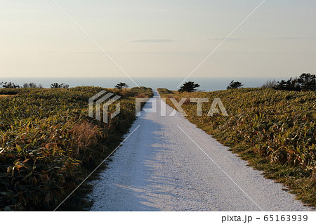 北海道　稚内　宗谷丘陵　白い道 65163939