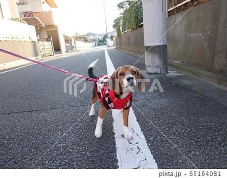 ビーグル　子犬　パピー　犬　お散歩　犬の散歩 65164081