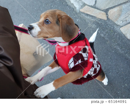 ビーグル 子犬 パピー 犬 お散歩 ハーネスの写真素材