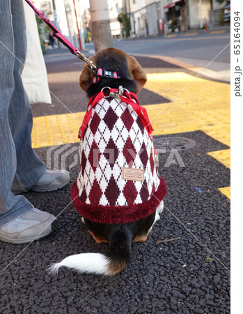 ビーグル 子犬 パピー 犬 お散歩 お座り ビーグル 子犬 パピー 犬 お散歩 お座り 65164094