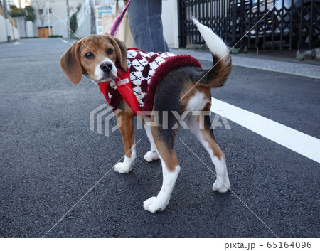 ビーグル 子犬 パピー 犬 お散歩 振り返る ビーグル 子犬 パピー 犬 お散歩 振り返る 65164096
