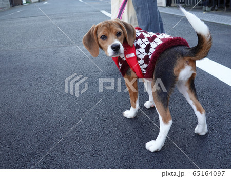 ビーグル 子犬 パピー 犬 お散歩 振り返る ビーグル 子犬 パピー 犬 お散歩 振り返る 65164097