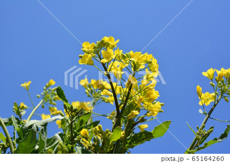 三陸つぼみ菜の黄色い花とルッコラの白い花 家庭菜園 野菜 花 食材 イメージ素材の写真素材