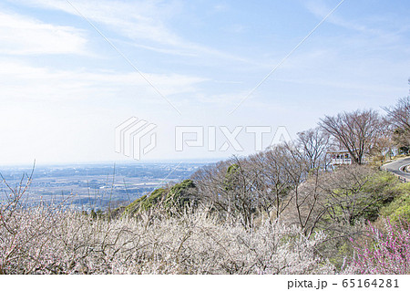 筑波山 梅林 筑波山 梅林 65164281