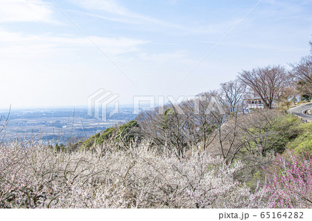 筑波山　梅林 65164282