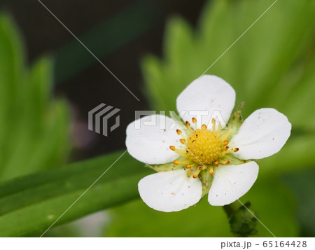 ワイルドストロベリーの花 65164428