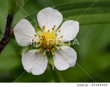 ワイルドストロベリーの花の写真素材