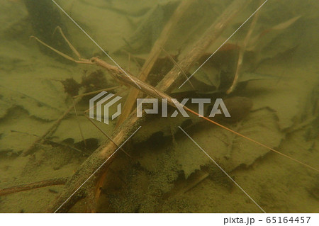 ミズカマキリ Ranatra chinensis ミズカマキリ Ranatra chinensis 65164457