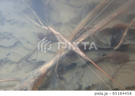 ミズカマキリ Ranatra chinensis 65164458