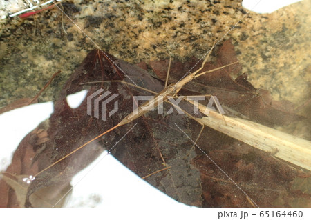 ミズカマキリ Ranatra chinensis 65164460