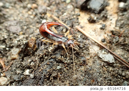 オオハサミムシ Labidura riparia 65164716